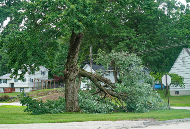 The Steps Involved in Our Tree Care Process in Marrero, LA